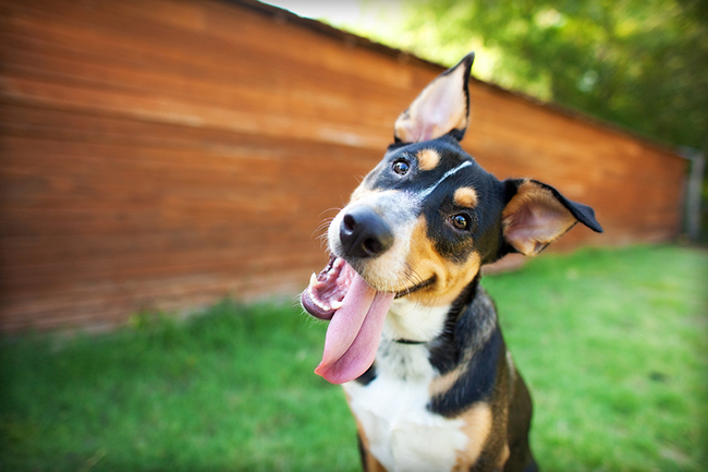6 Tips for Managing Your Dog’s Bad Breath